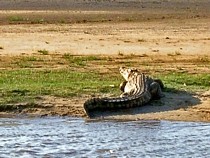 Hippo tour